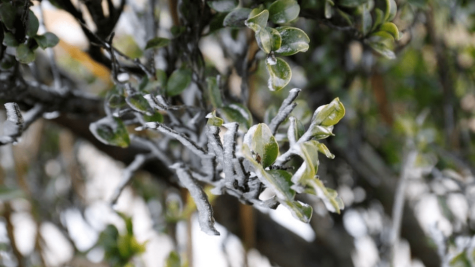 Layers of frost formed on plants on Tai Mo Shan, where the temperature fell to -2.5 degrees Celsius as a cold front crossed the city. Photo via Apple Daily.