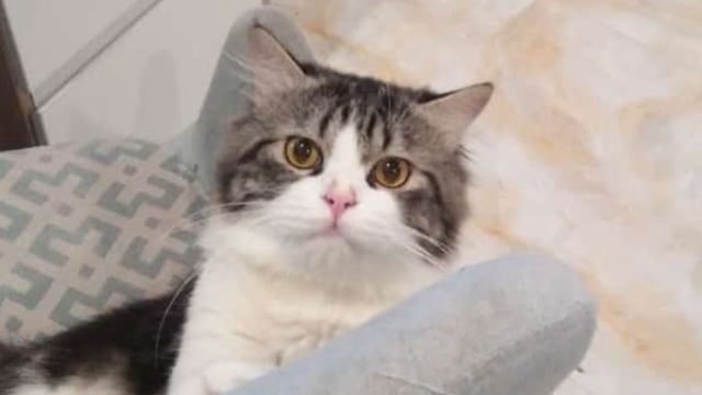 Tayo, a pet cat that was abducted and butchered for its meat in Medan, North Sumatra. Photo: Instagram/@soniarizkikarai