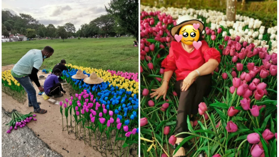 Workers fixing tulips, at left, and a visitor crushing a bed of tulips for a photo. Photo: Tasoh Lake Resort/Facebook