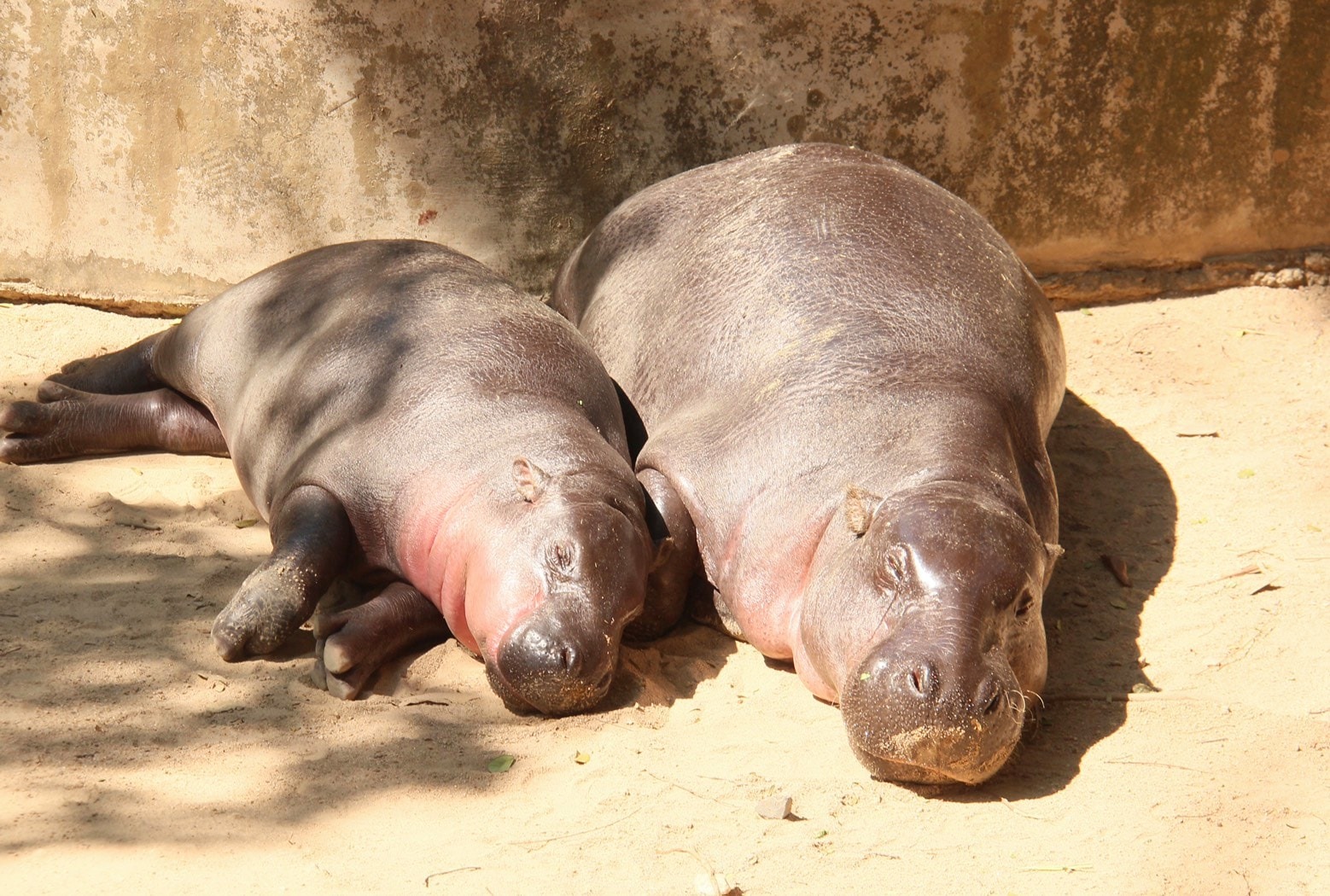 A couple of spooning hippos as they enjoy a sunny snooze on the cold day. Photo: Khao Kheow Open Zoo
