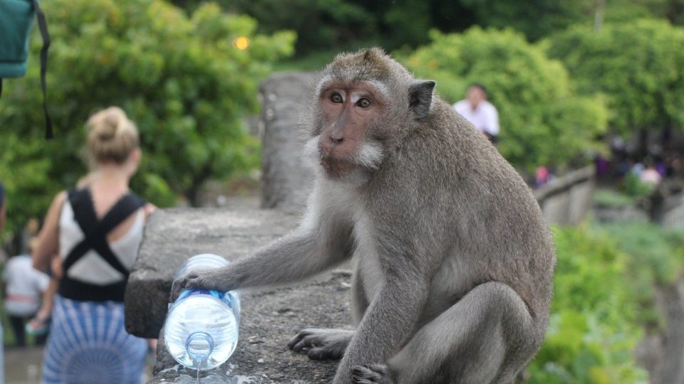 File photo of a monkey at Uluwatu temple in Bali. Photo: Pixabay