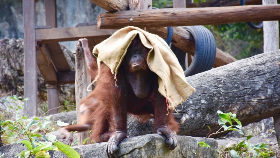 You got sacked: An orangutan apes around with a gunny sack over its head for warmth. Photo: Khao Kheow Open Zoo