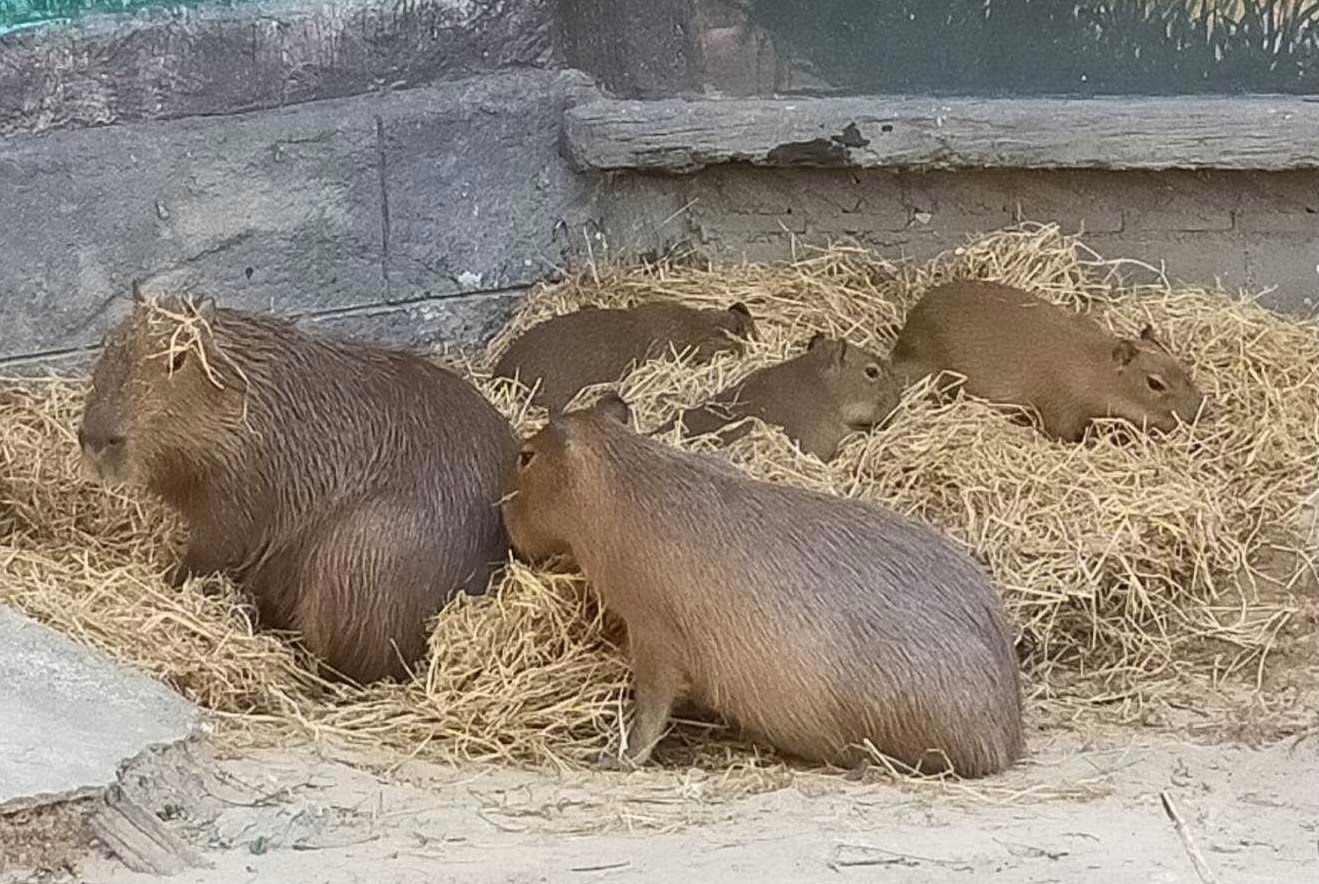 Capybaras, the world’s largest rodents, get cozy in their newly laid haystacks. Photo: Khao Kheow Open Zoo
