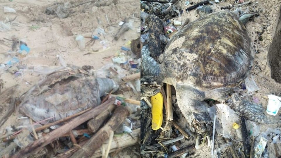 At least four sea turtles have been found dead amid piles of rubbish on Bali beaches in recent months. Photos: Istimewa