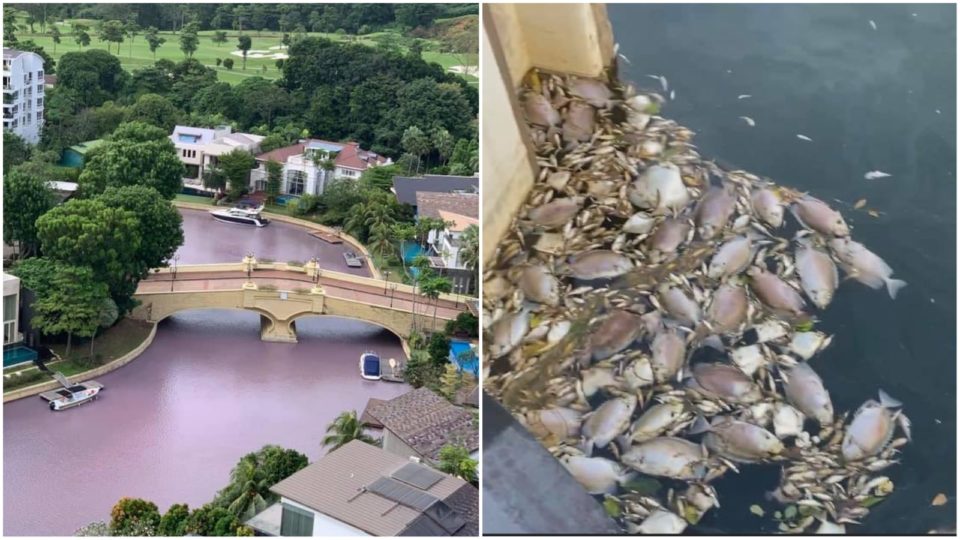 Sentosa Cove pink South seas at left, and a pile of dead fish, at right. Photos: Singapore Marine Guide/Facebook
