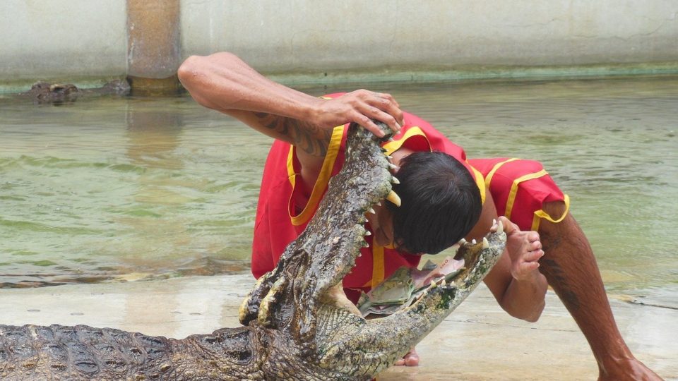 A performer puts his head into a crocodile’s mouth at the Samutprakarn Crocodile Farm and Zoo in a file photo. 
