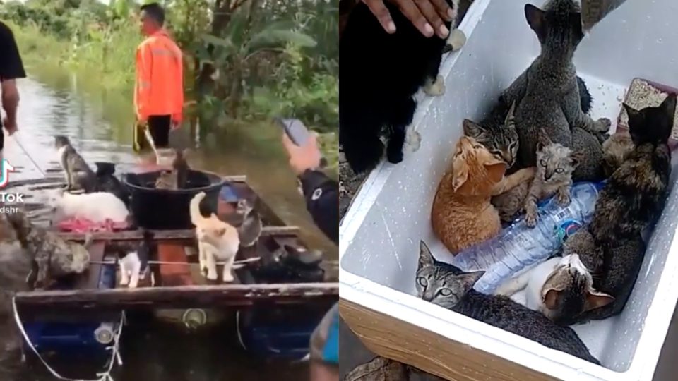 The huge flood that hit South Kalimantan province earlier this month has affected both humans and animals, and thankfully a group of cat lovers took the initiative to rescue felines trapped among the water. Screenshot from TikTok/@Indshr