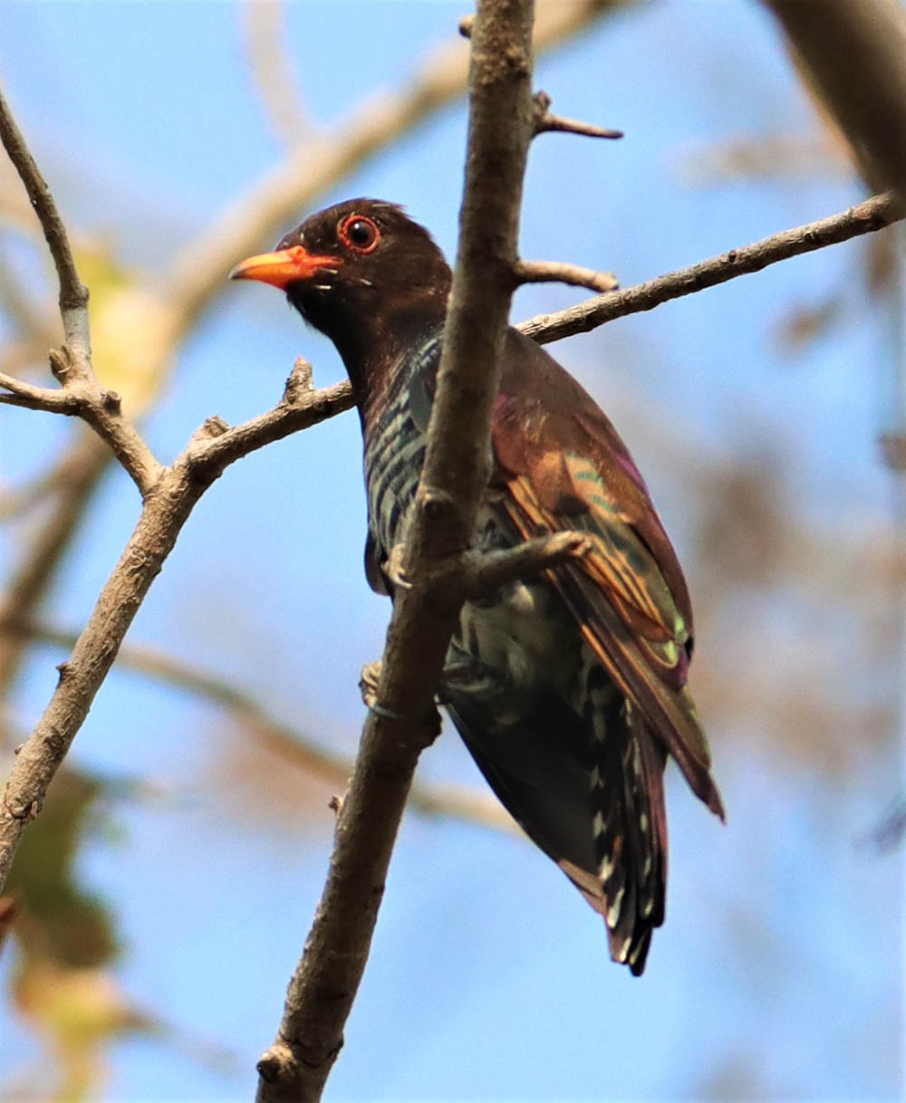 Violet Cuckoo, aka Chrysococcyx xanthorhynchus