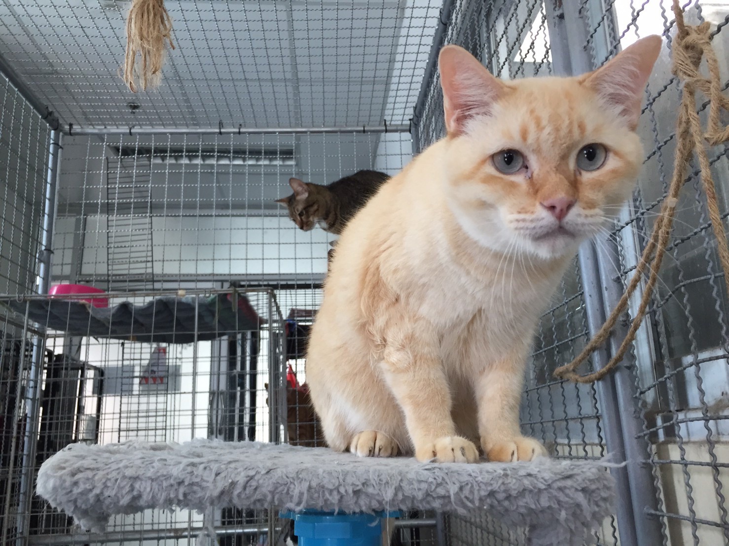 Cats at Chulalongkorn University’s Vet Faculty Shelter. Photo: Courtesy of RightBann team 