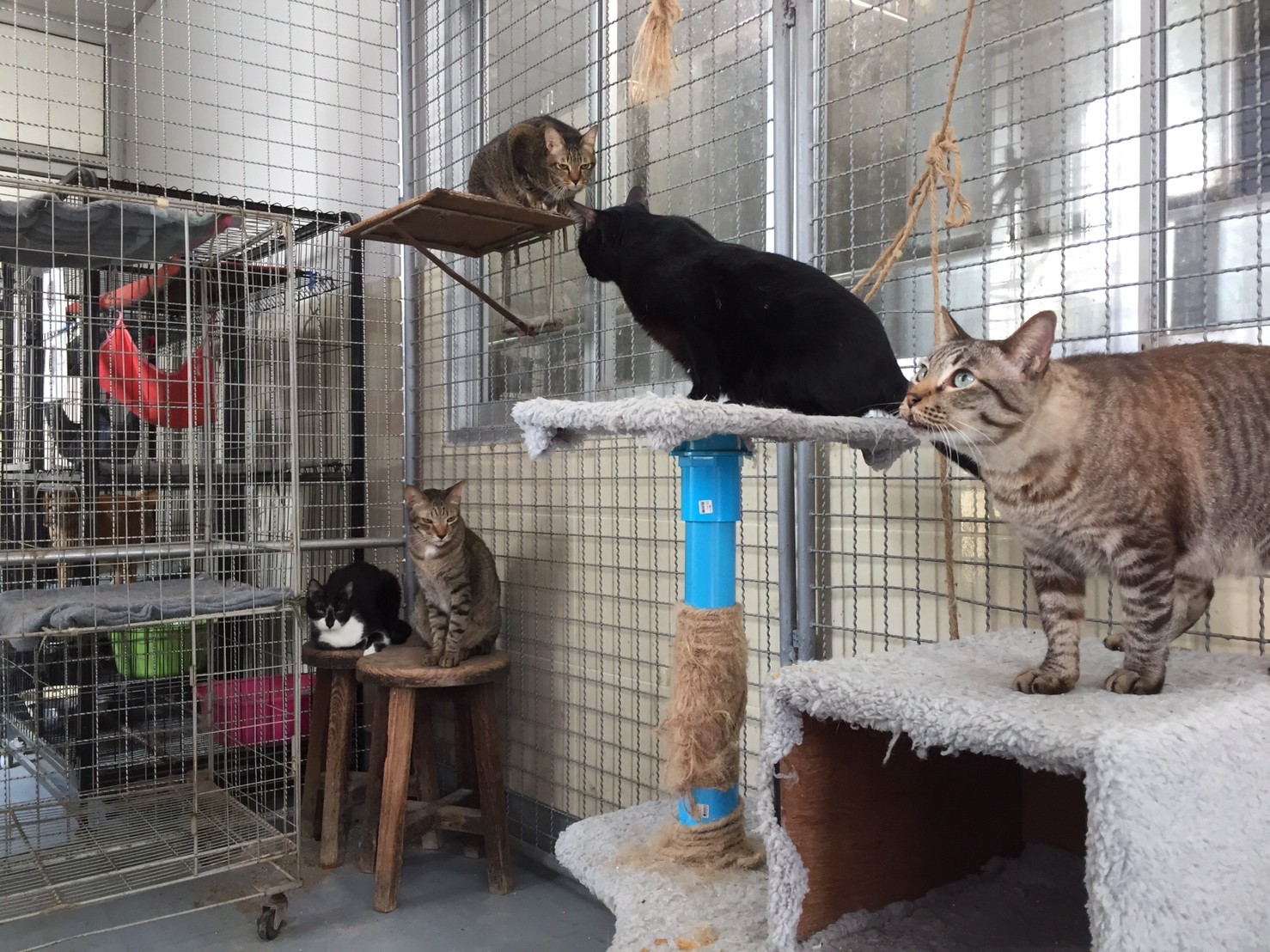 Cats at Chulalongkorn University’s Vet Faculty Shelter. Photo: Courtesy of RightBann team 