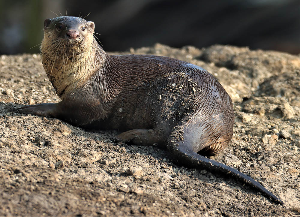 Smooth-coated otter, aka Lutrogale perspicillata perspicullata, just chilling.