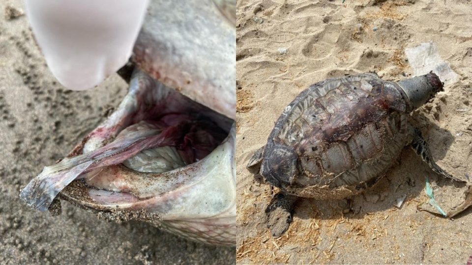 People can reach out to Westerlaken Foundation or Yayasan Bali Bersih to report a stranding in Bali. Photos courtesy of Westerlaken Foundation. 