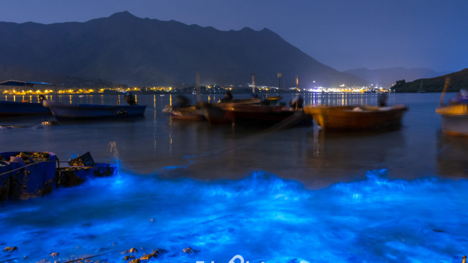 An algae bloom emantates a bright blue glow in a Tai Po fishing village. Photo: Schindler Leung