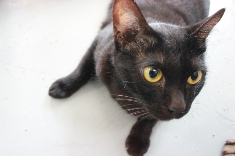  ‘I'm a black cat but I’m not scary. I usually have a playful character. I like to play with human fella, I’m waiting for someone to pick me up and take care of me.’ — Marsh