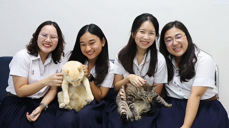 Veterinarian students Pimpakan Siangruangsaeng, Kamonwan Sengsen, Nidchakan Jaiboon and Pimrampa Kao-ian squeeze kitties from Chulalongkorn University’s Vet Faculty Shelter. Photo: Coconuts