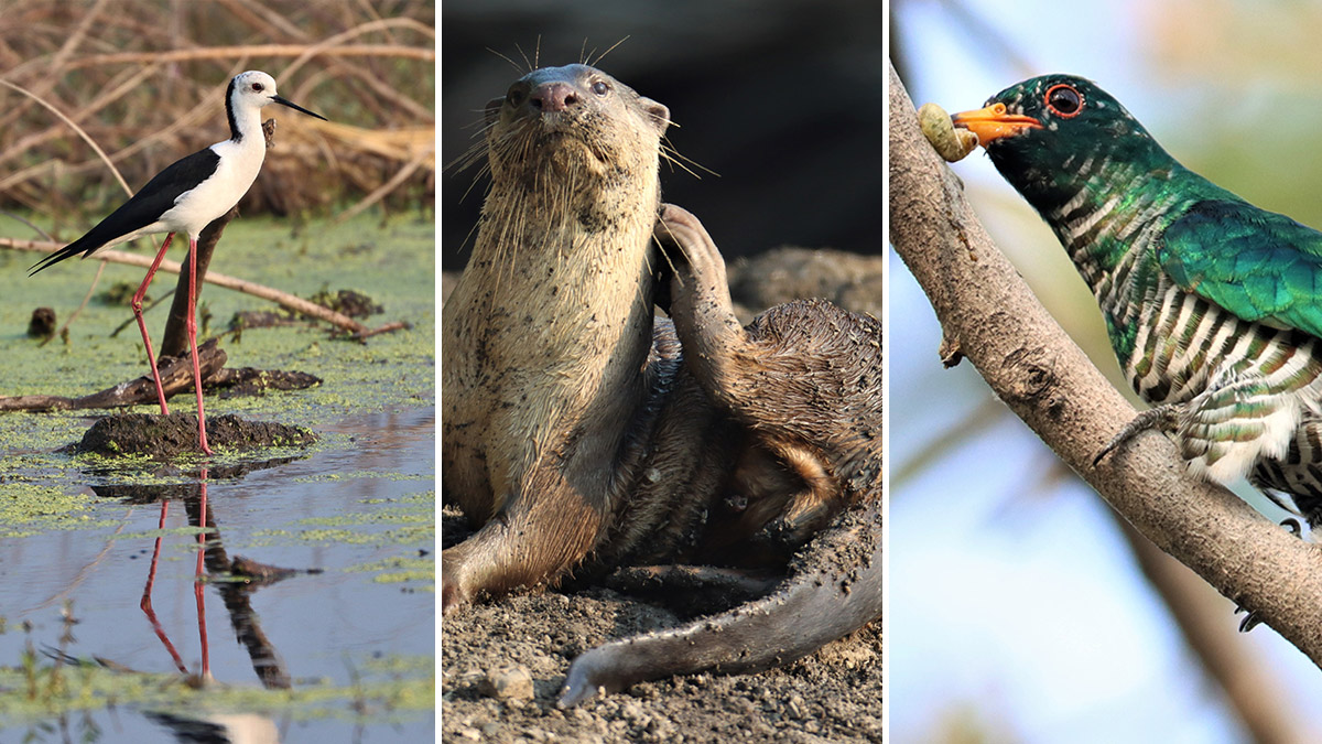 From left, a black-winged stilt, in Bangkok’s Lat Krabang Wetlands, a smooth-coated otter in the Baan Khlong Suan area and an Asian Emerald Cuckoo spotted in the Rama IX Park. Photos: Coke Smith