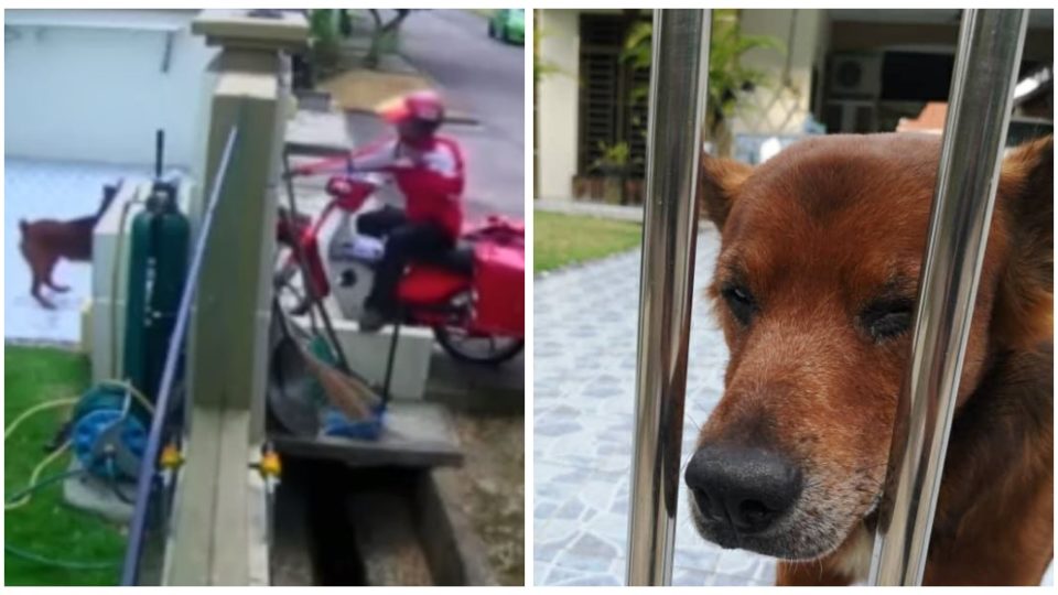 Scene of dog abuse, at left, and photo injured dog, at right. Photos: Malaysia Independent Animal Rescue/Facebook

