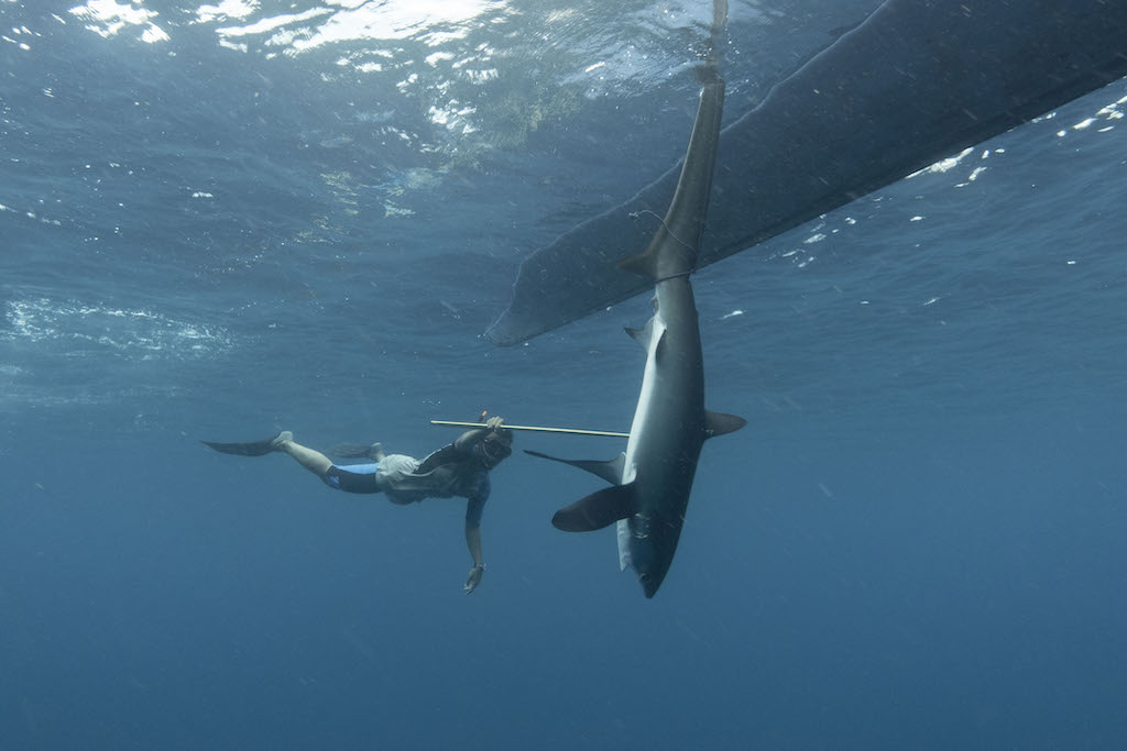 Tagging a thresher shark. Photo: Irwan Hermawan