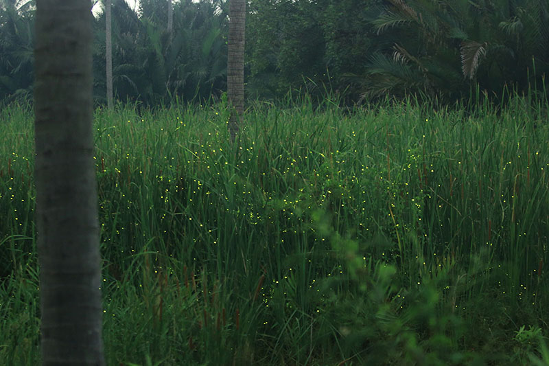 Fireflies, or 'hinghoy,' punched up visually for dramatic effect. 