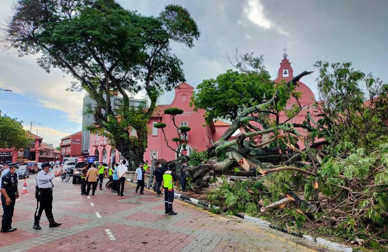 City authorities at the site of the uprooted tree today. Photo: Melaka Hari Ini/Twitter
