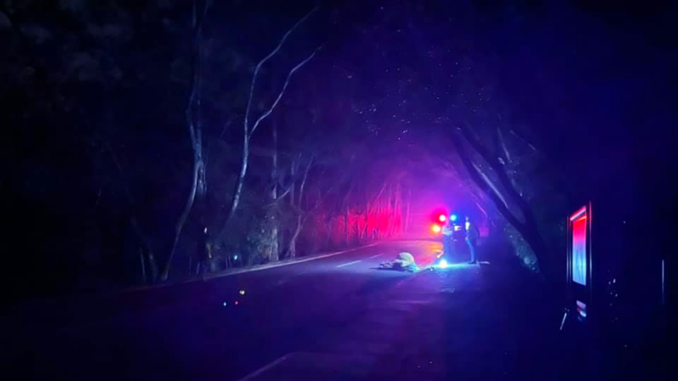 The cow, which was hit on Hoi Ha Road in Sai Kung, died about an hour and a half after being struck. Photo: Facebook/Sai Kung Buffalo Watch