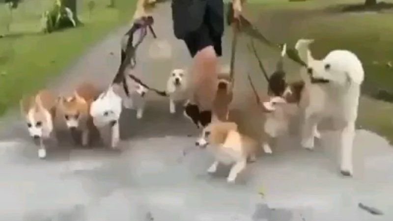 10 leashed dogs on a group walk in a video that had Redditors frothing at the mouth. Image: Jokeemonkeee/Reddit
