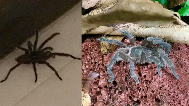 Two tarantulas found in a woman’s home. Photos: Wai Wai Tee/Facebook
