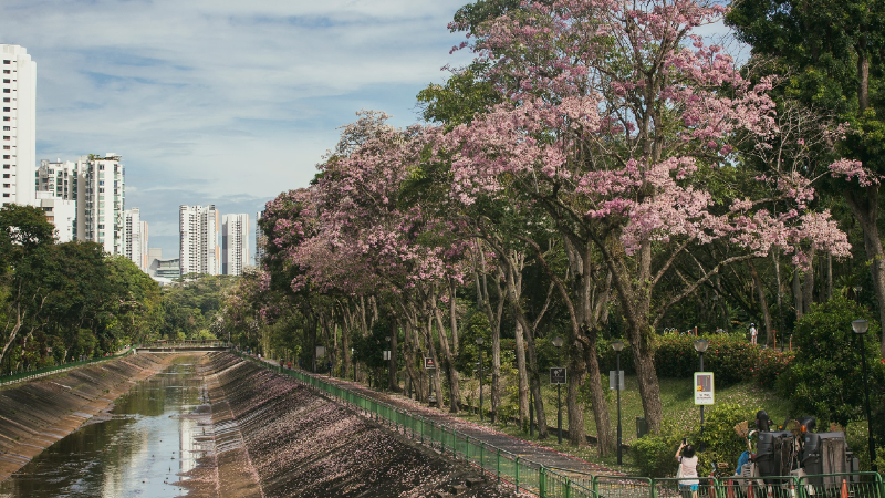 A row of Trumpet trees at Bishan-Ang Mo Kio Park recently. Photo: Tan Yong Lin/Facebook
A row of Trumpet trees at Bishan-Ang Mo Kio Park recently. Photo: Tan Yong Lin/Facebook
