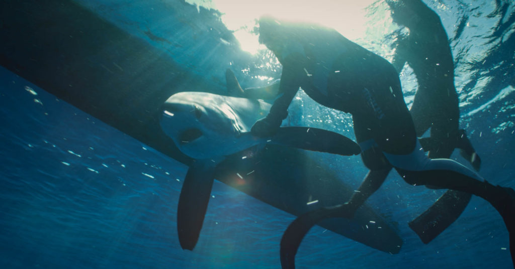 A thresher shark being tagged. Photo: TSI