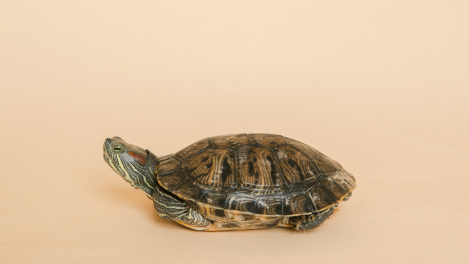 The man suffered injuries to his head after he was struck by a turtle falling the window of a housing estate in Kwai Chung. Photo via Pexels/Ekaterina Bolovtsova