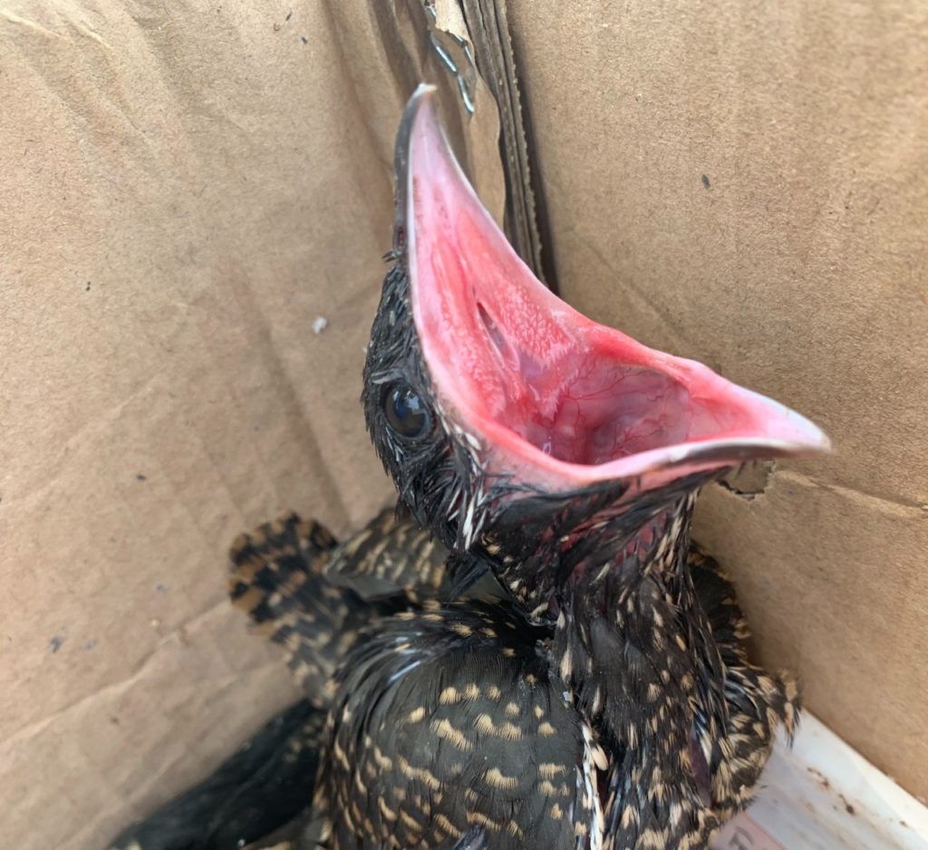 A hungry Asian koel nestling was rescued in Tampines earlier this month after it fell off its nest. Photo: Robin Hicks