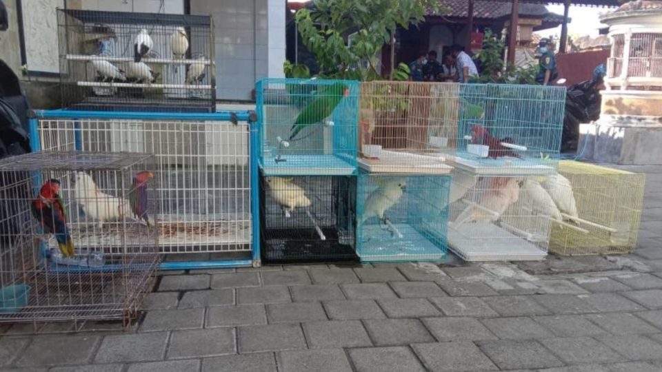 Among the 24 birds are eight yellow-crested cockatoo and three black-winged starling, both of which are critically endangered. Photo: Ministry of Environment and Forestry 