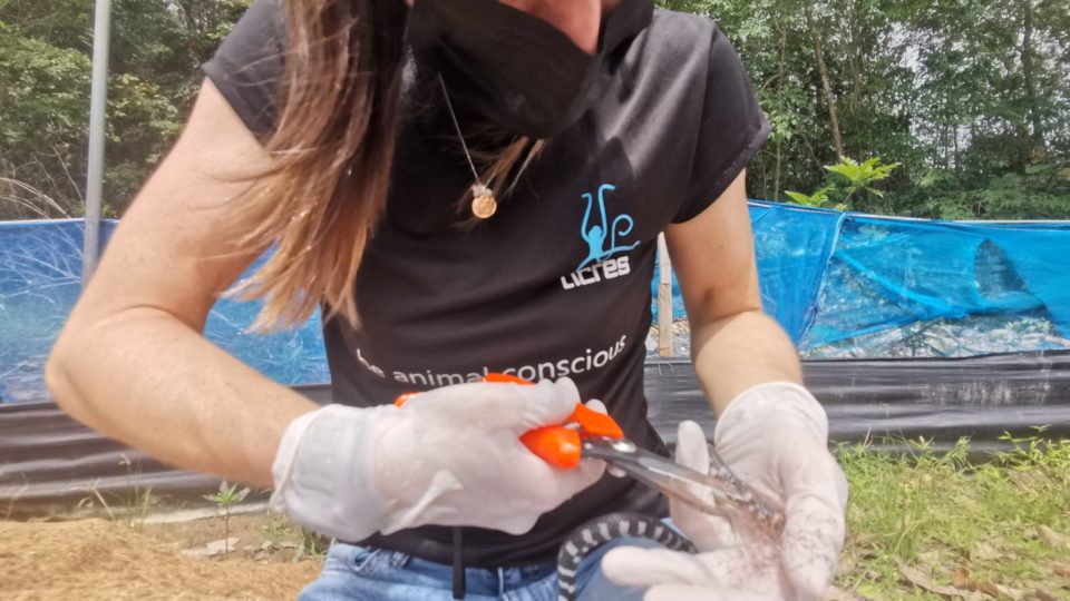 An ACRES volunteer frees a red-tailed pipe snake on Jan. 28, 2020 in Choa Chu Kang. Photo: ACRES