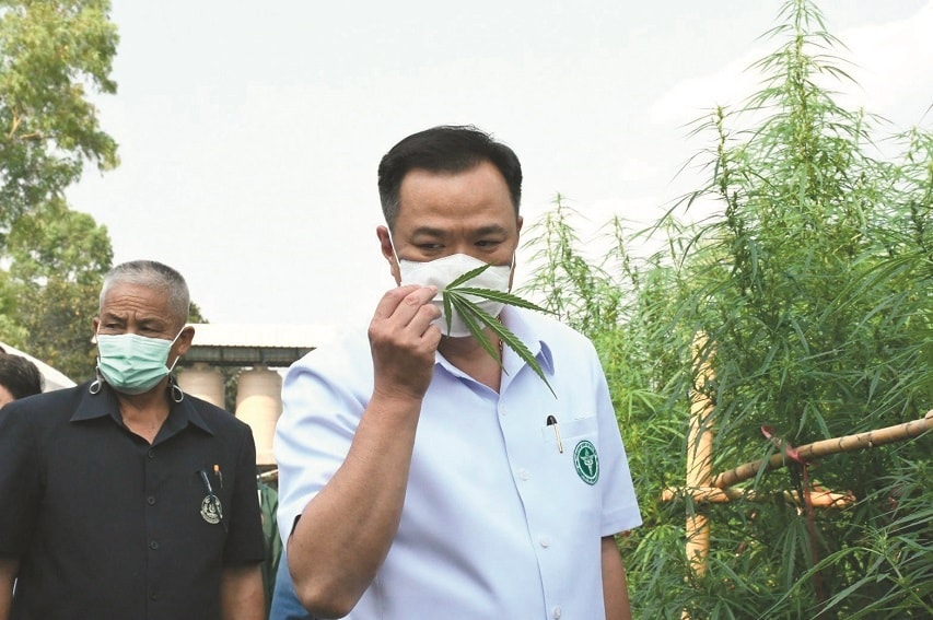 Health Minister Anutin Charnvirakul sniffs a marijuana leaf. Photo: Medical Cannabis Institute 