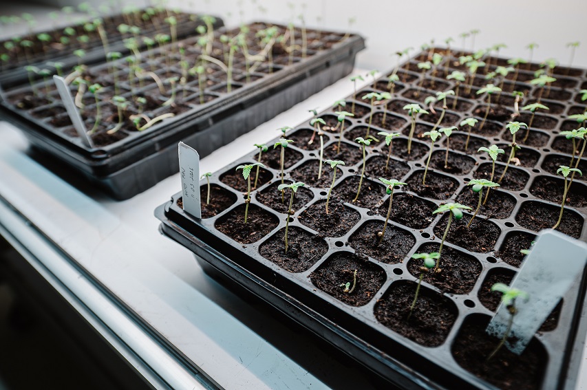 Young buds grow at Eastern Spectrum headquarters. Photo: Eastern Spectrum