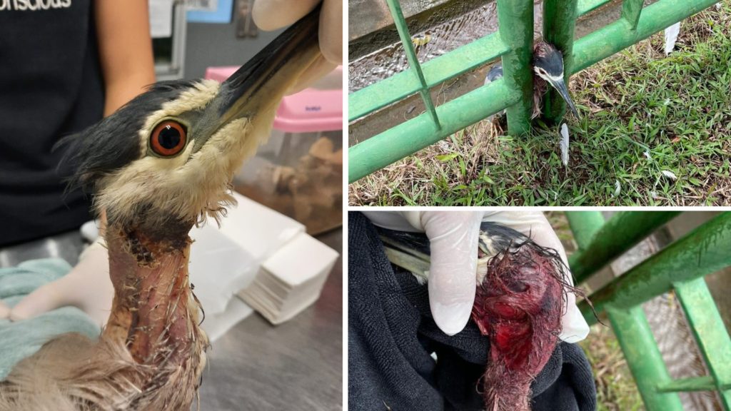 Clockwise from left: A heron recovering from its neck injuries, the heron stuck in between railings at Marsiling Park on March 24, a close-up of injuries. Photos: ACRES