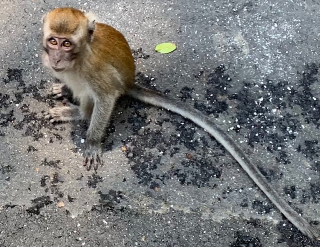 A young macaque found near the Central Catchment Nature Reserve earlier this year. Photo: Robin Hicks