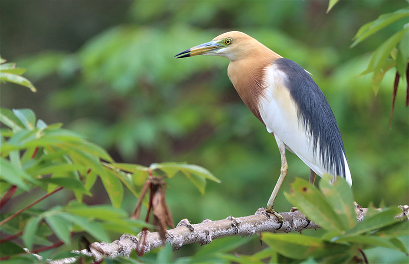 Enough bird puns, from heron out just call me a Javan pond heron or Ardeola speciosa if you're fancy.