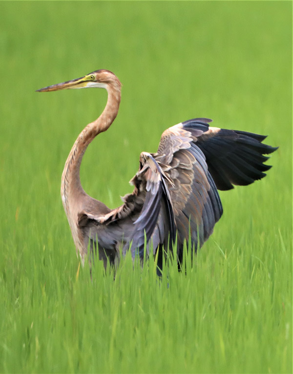 Africa. Europe. East Asia. We're Purple Herons. We'll wade pretty much anywhere.