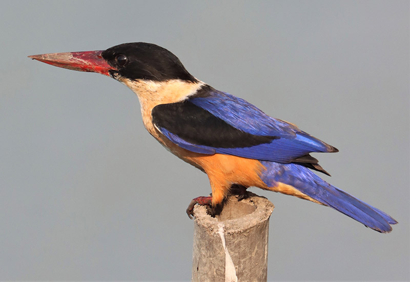 Seen one kingfisher, seen'em all, they say. Not until you get a load of me, the Black-capped kingfisher.