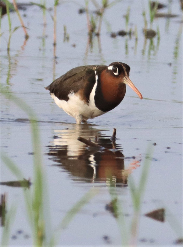 Just a snipe out sniping for other Greater Painted-Snipes.