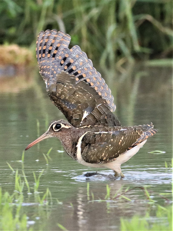 Right back at you, Greater Painted-Snipe.