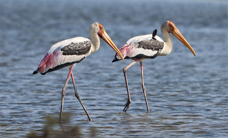 I think you should see a doctor about that, the Painted Stork told the other.