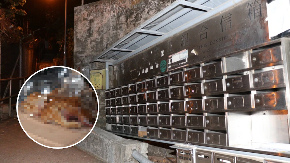 A corpse of a month-old kitty was found beheaded and chopped up in a Tsuen Wan village. Photos: Apple Daily