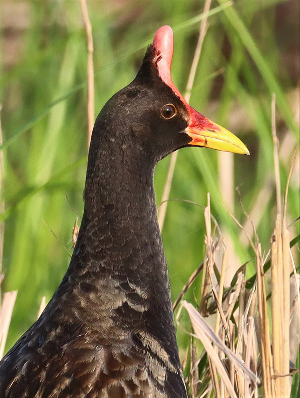 Actually, this Watercock IS just happy to see you. 