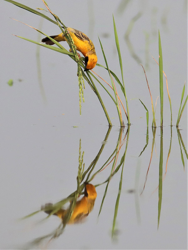 Asian Golden Weaver auditioning for a 10th-century Chinese painting.