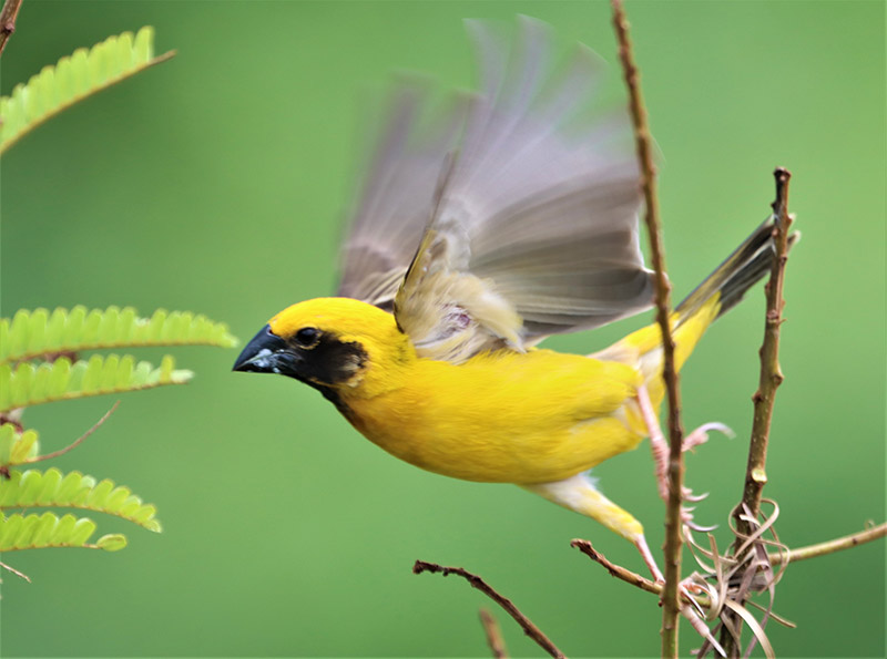 Asian Golden Weavers are native to the Golden Triangle and known for their distinctive ... CHECK OUT THESE WINGS!