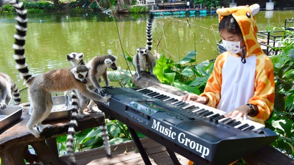 An 11-year-old girl plays keyboard for the animals in May at the Khao Kheow Open Zoo in Chonburi province. Photo: Khao Kheow Open Zoo / Facebook
