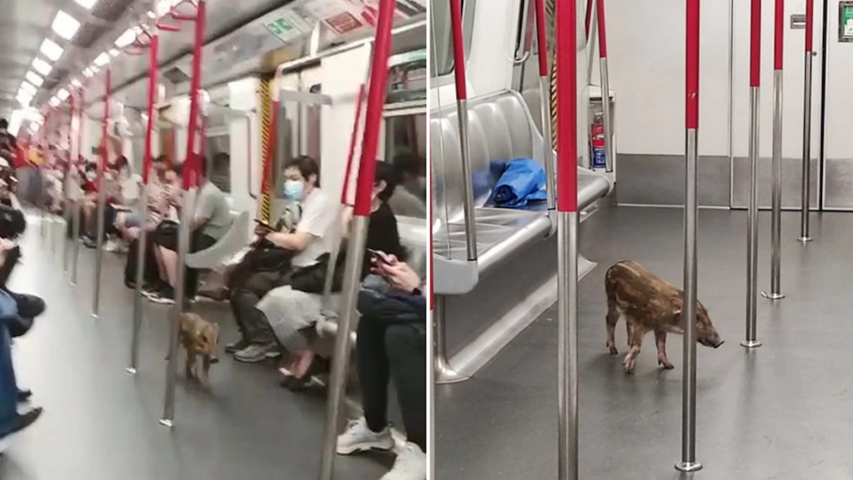 The baby wild boar hopped on the MTR at Quarry Bay before changing trains in North Point, sending MTR staff on a mid-afternoon chase. Photos: Facebook