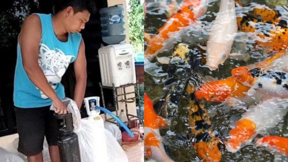 The leader of a koi breeders community in Tulungagung, East Java handling oxygen tanks. Photo: Istimewa